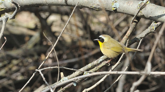 Common Yellowthroat perched in a shrub.