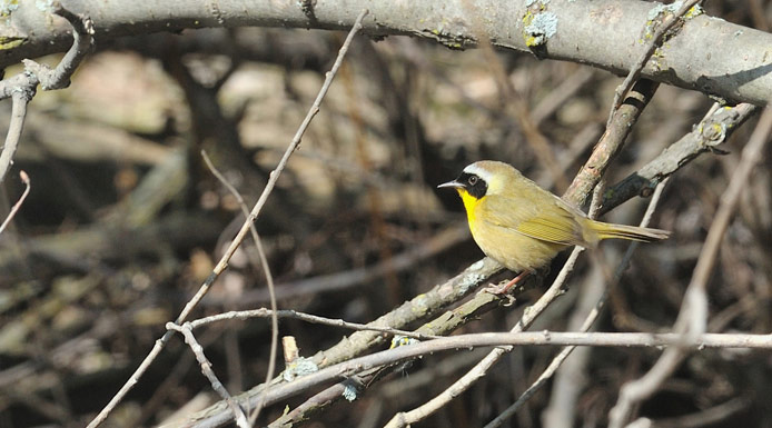 Paruline masquée perchée dans un arbuste