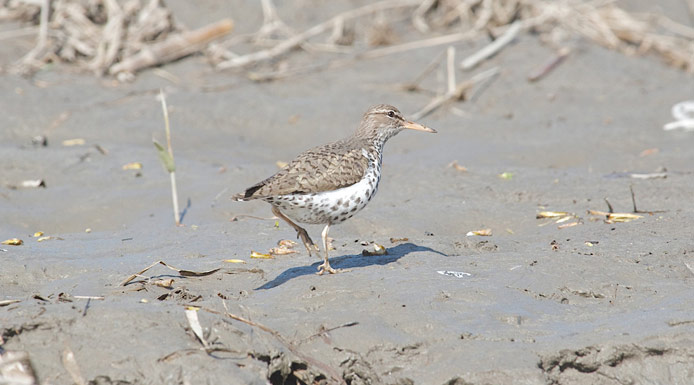 Spotted Sandpiper walking on the shore.