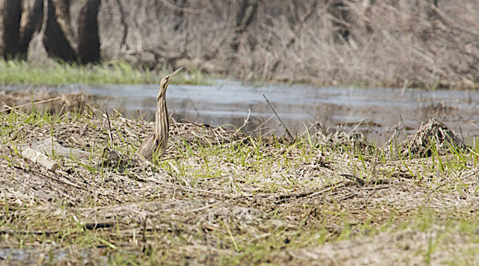 American Bittern in a marsh