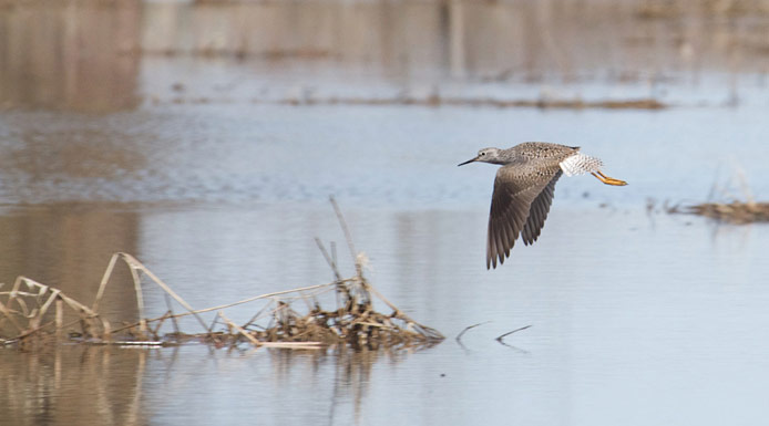 Lesser Yellowlegs flying over the marsh.