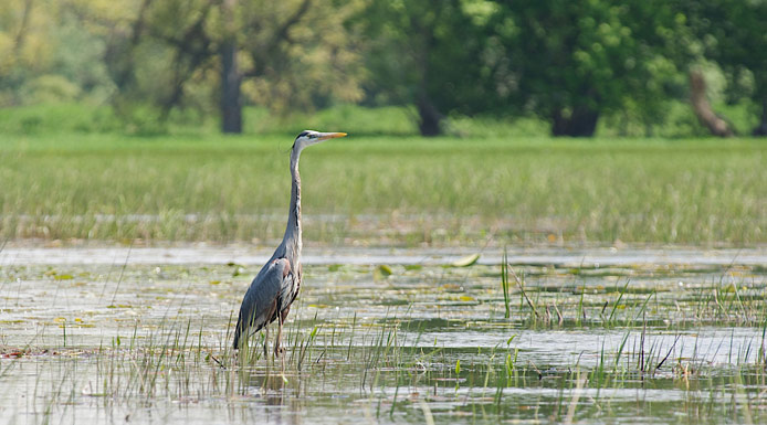 Grand Héron pêchant dans un marais. 