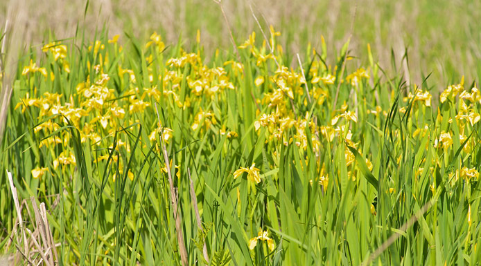 Plusieurs fleurs jaunes d’iris faux-acore 