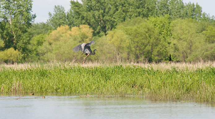 Great Blue Heron flying over the Île de Grâce Bay.