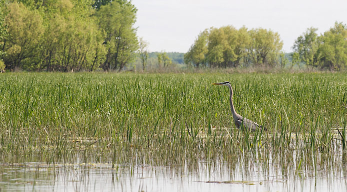 Great Blue Heron fishing in a marsh.