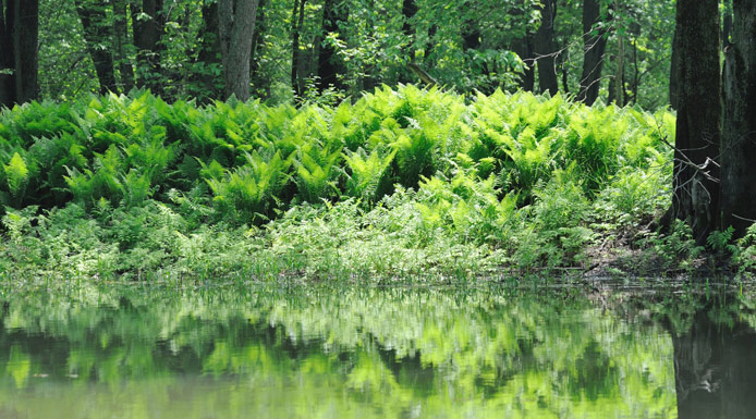 Ferns and maples on Grande Île