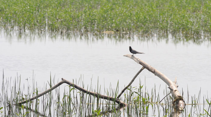 Guifette noire perchée sur une branche