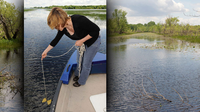 Measuring the water transparency with a Secchi disk.