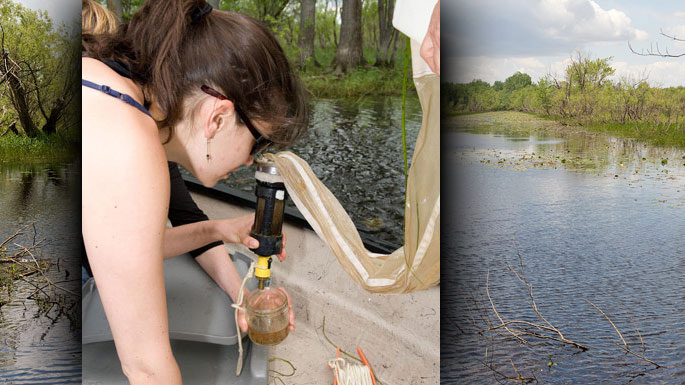 The sample of zooplankton is put into a glass container.