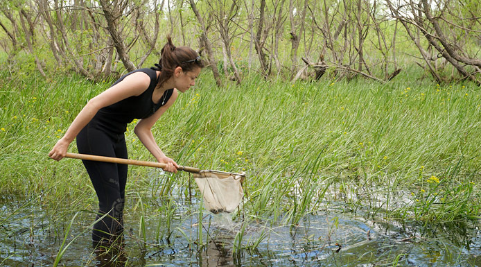 The biologist removes the kick net from the water.