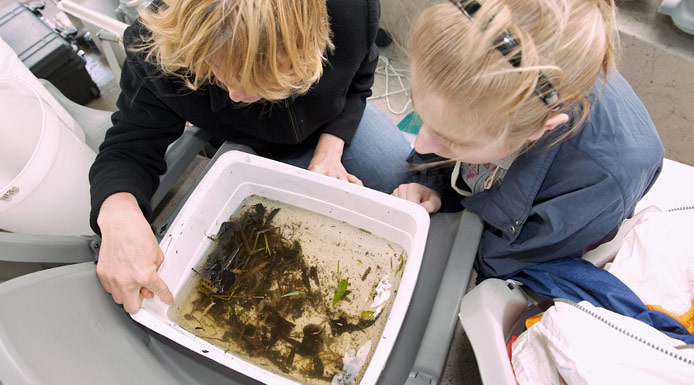 La récolte de benthos est examinée dans un bac blanc.