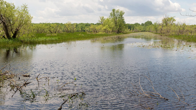 Marsh of Île de Grâce Bay