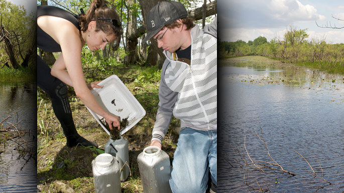 The invertebrate samples collected are placed in containers.