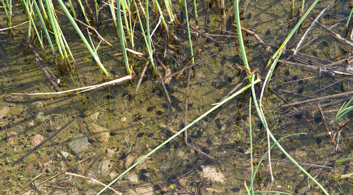 Tadpoles swimming into phytoplankton in a pond.