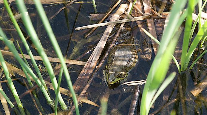 Green Frog in a pond