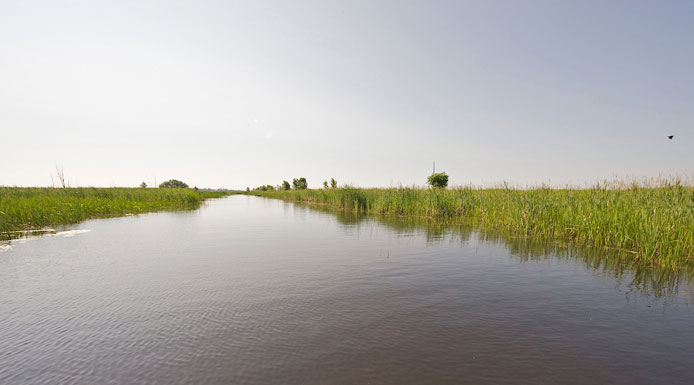 Aquatic plants on either side of a channel