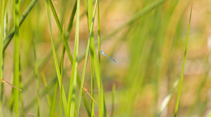 Demoiselles adultes se tenant sur des plantes aquatiques.