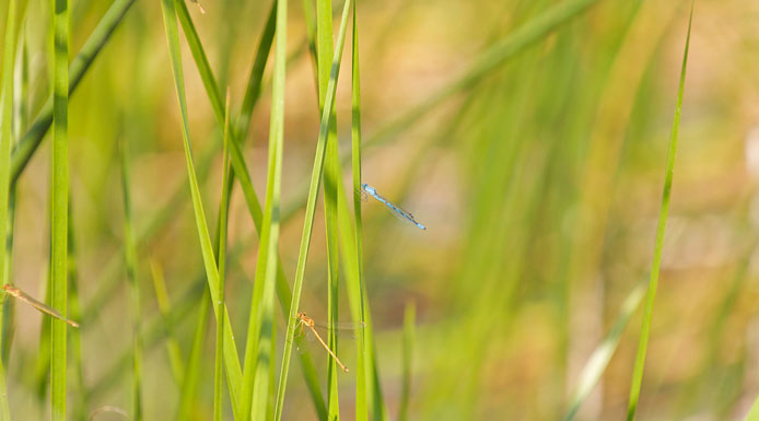 Damselflies adults standing on aquatic plants