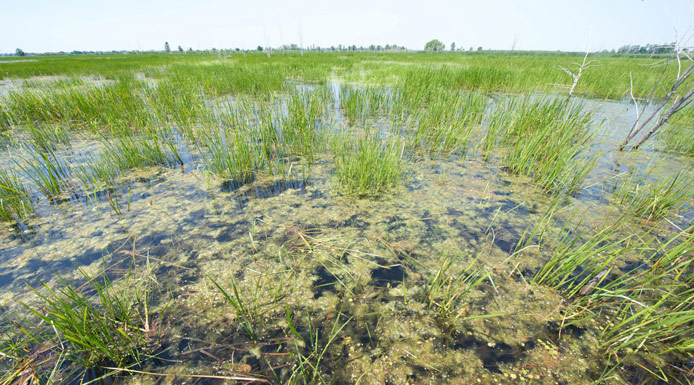 Aquatic plants and algae