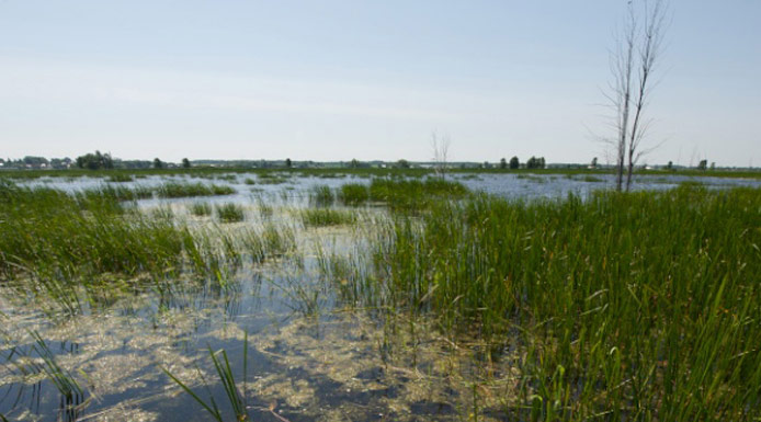 Aquatic plants and algae