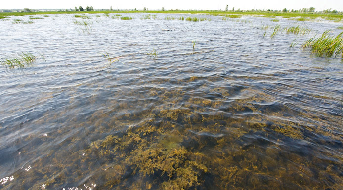 Aquatic plants and algae