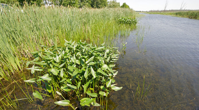 Pontédérie et autres plantes aquatiques