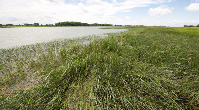 Large area of emergent plants