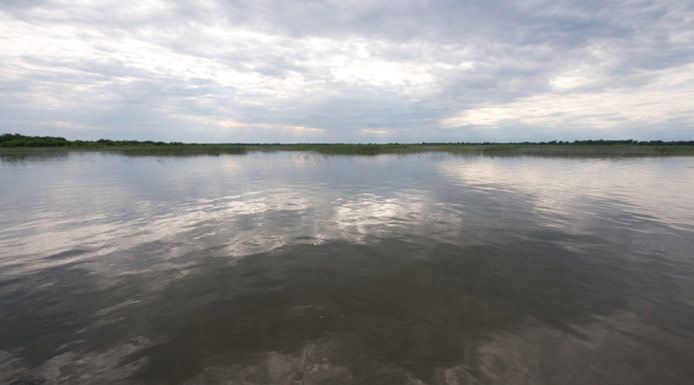 Plantes aquatiques au bord du lac Saint-Pierre