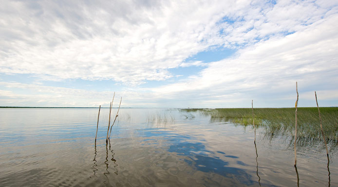 Plantes aquatiques au lac Saint-Pierre