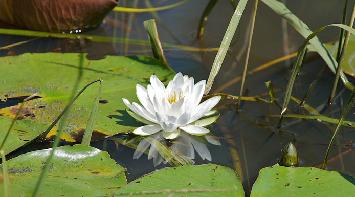 Fleur blanche de nymphéa vue de près 