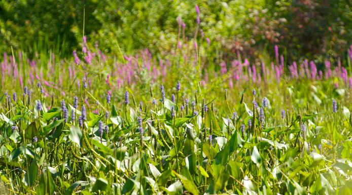 The magenta loosestrife behind the purple pickerel weed