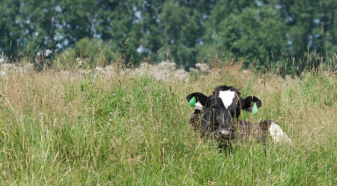 Vache dans un champ