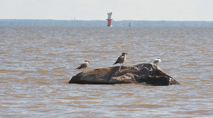 Goélands sur une roche au lac Saint-Pierre