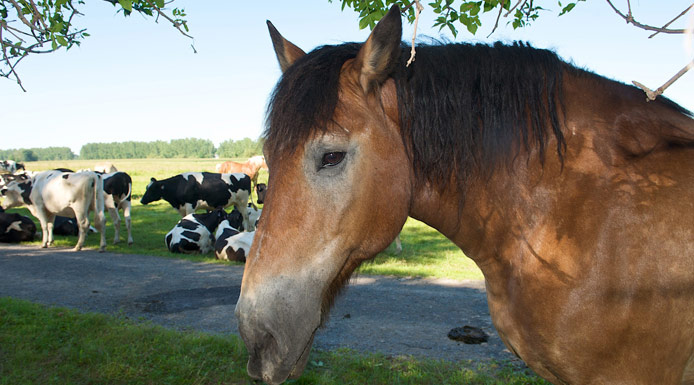 Horse and cows in a field  