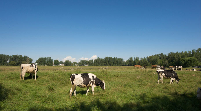 Vaches dans un champ