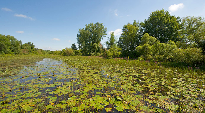 Many Water-lilies on the water surface