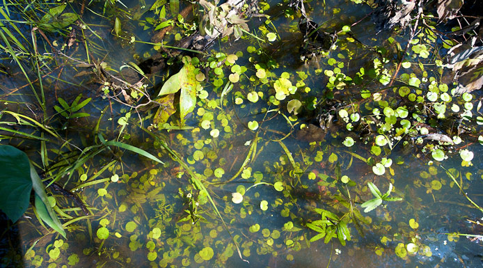 Many little leaves of European frogbit on the water surface