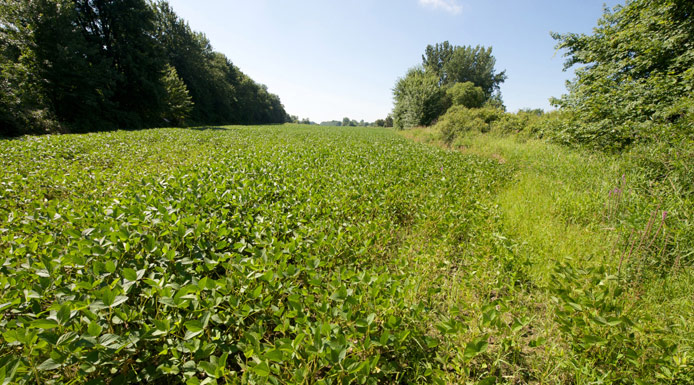 Champ de soya