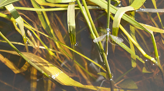 Damselfly on a stem of an aquatic plant