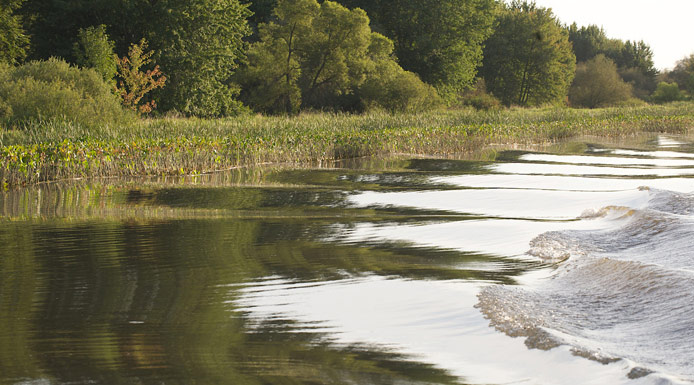 Aquatic plants in a channel 