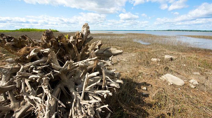 Tronc d’arbre sur la rive sud du lac Saint-Pierre