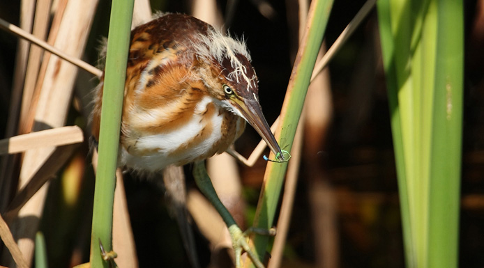 Least Bittern perched on stalks of cattails.