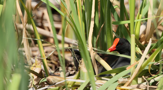 Gallinule poule-d’eau couvant ses œufs.