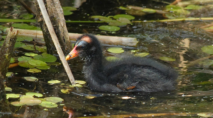 Oisillon de Gallinule poule-d’eau qui patauge.