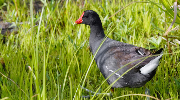 Common Moorhen walking on leaves of aquatic plants.