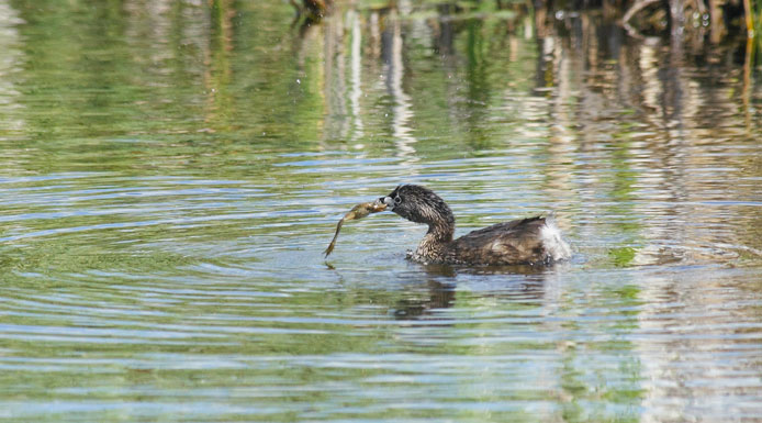 Grèbe à bec bigarré avec une grenouille dans le bec