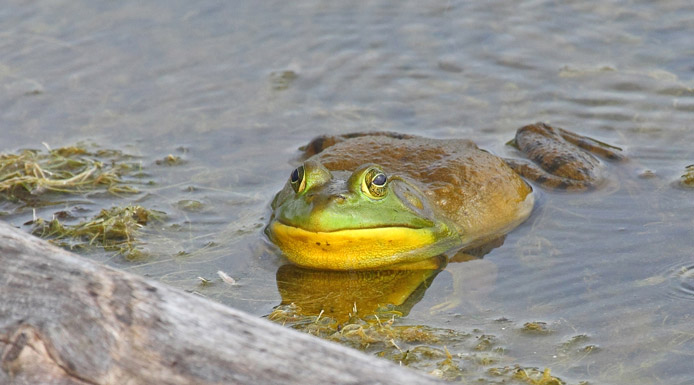 Ouaouaron dans l’eau