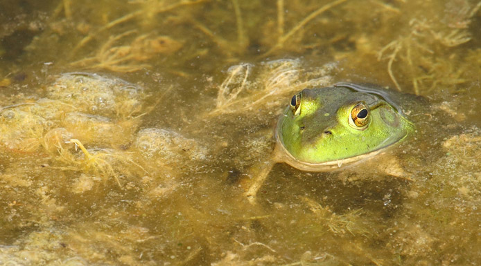 Tête de ouaouaron sortant de l’eau.