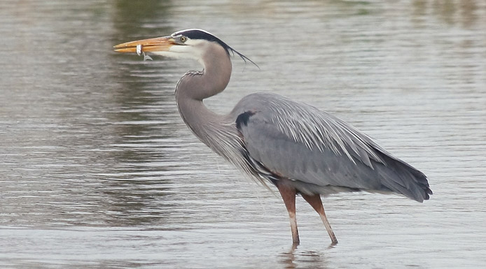 Grand Héron avec un poisson dans le bec