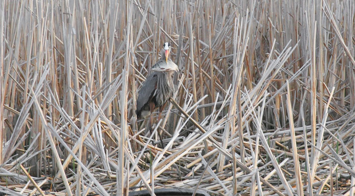 Great Blue Heron with a fish in the beak